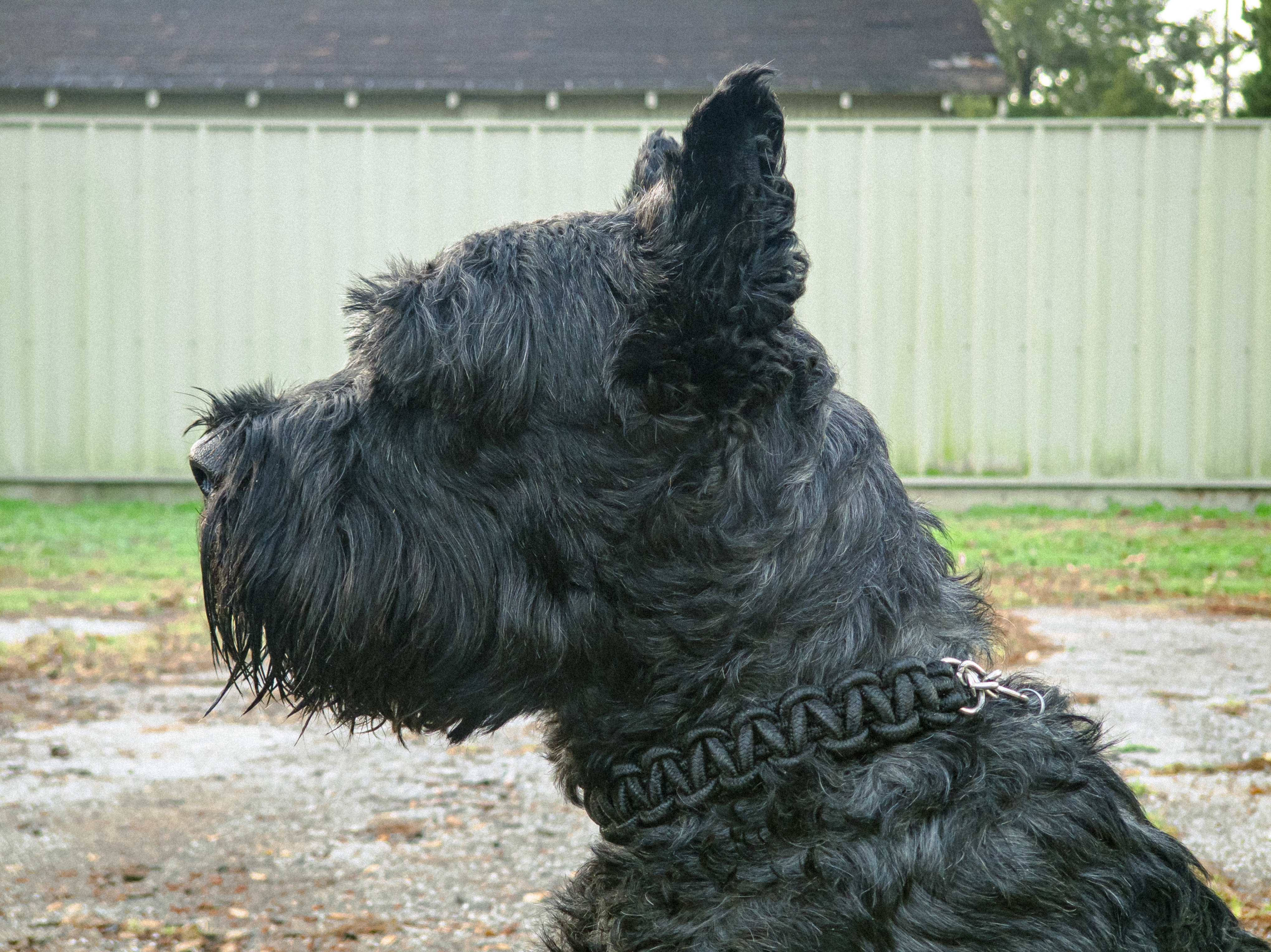 Duke howling - Vocal Masterpiece