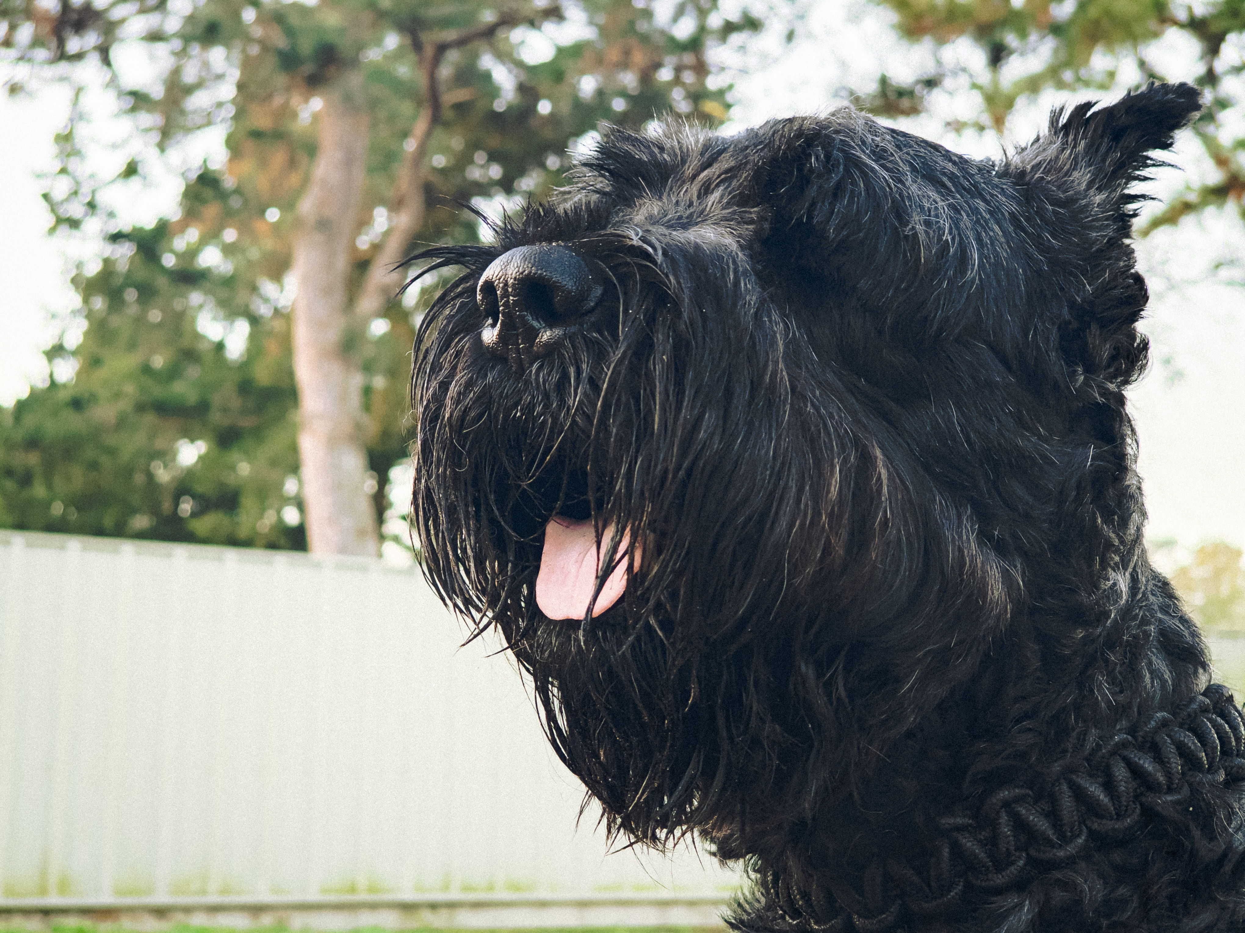 Duke close-up portrait
