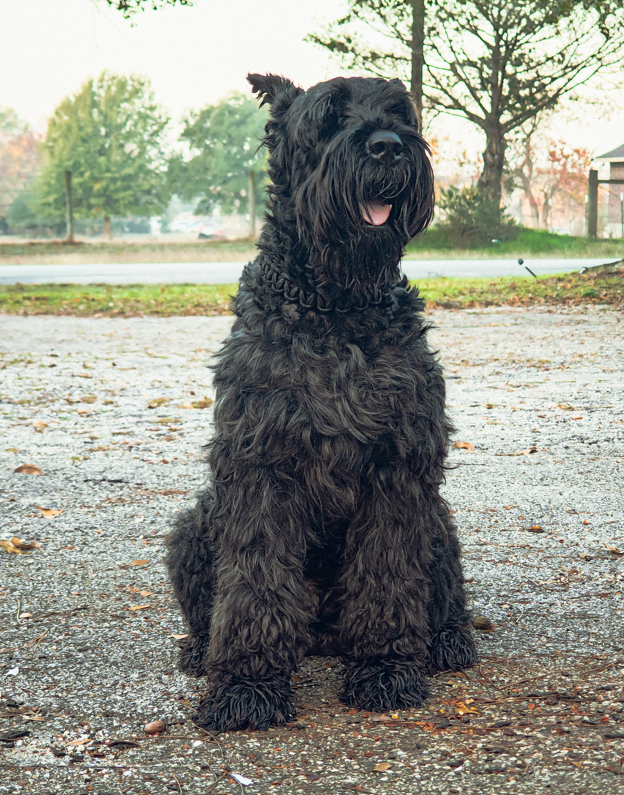 Duke the Giant Schnauzer standing majestically