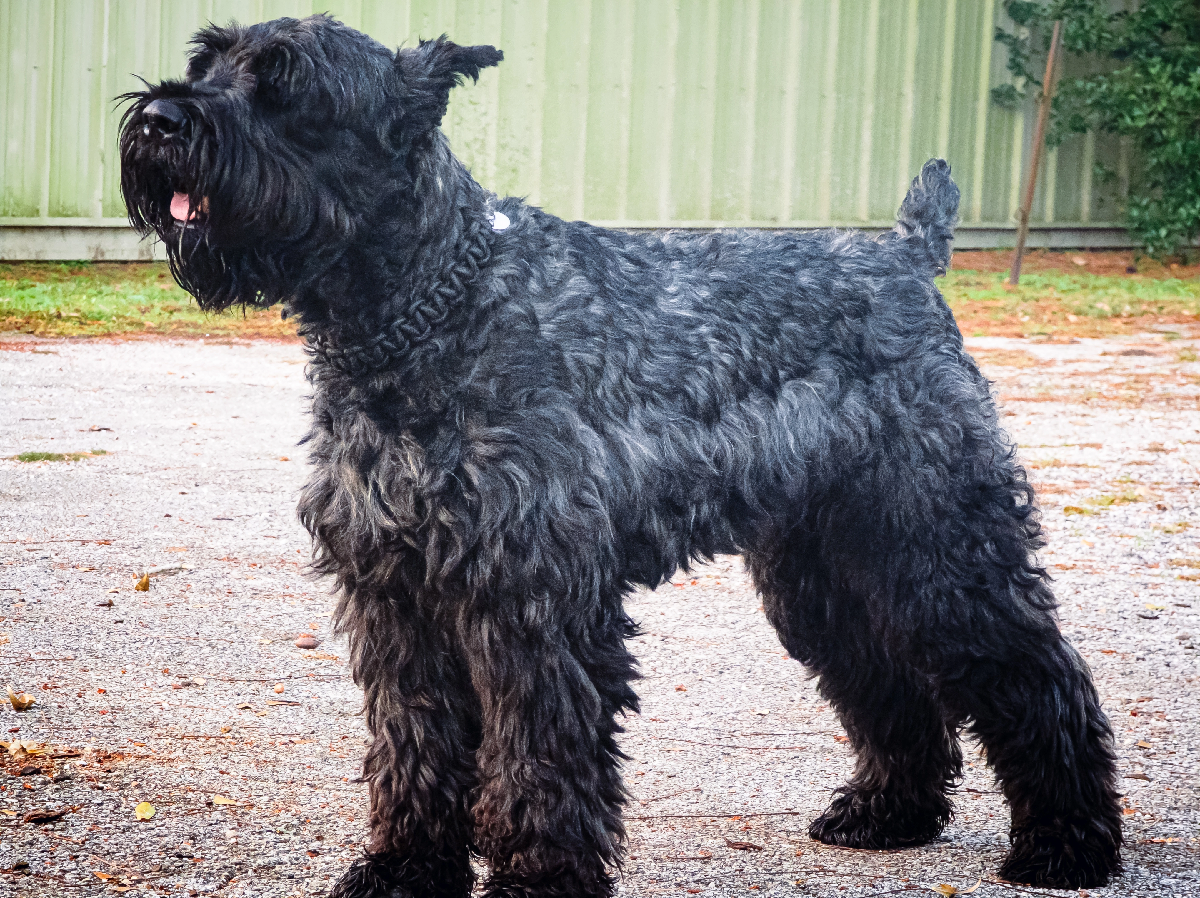 Duke full body professional shot